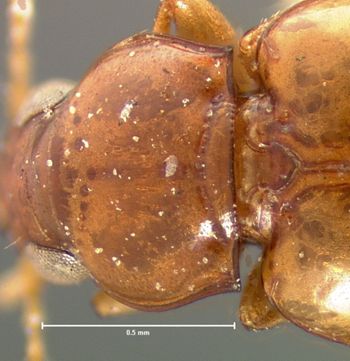 Media type: image;   Entomology 5584 Aspect: pronotum dorsal